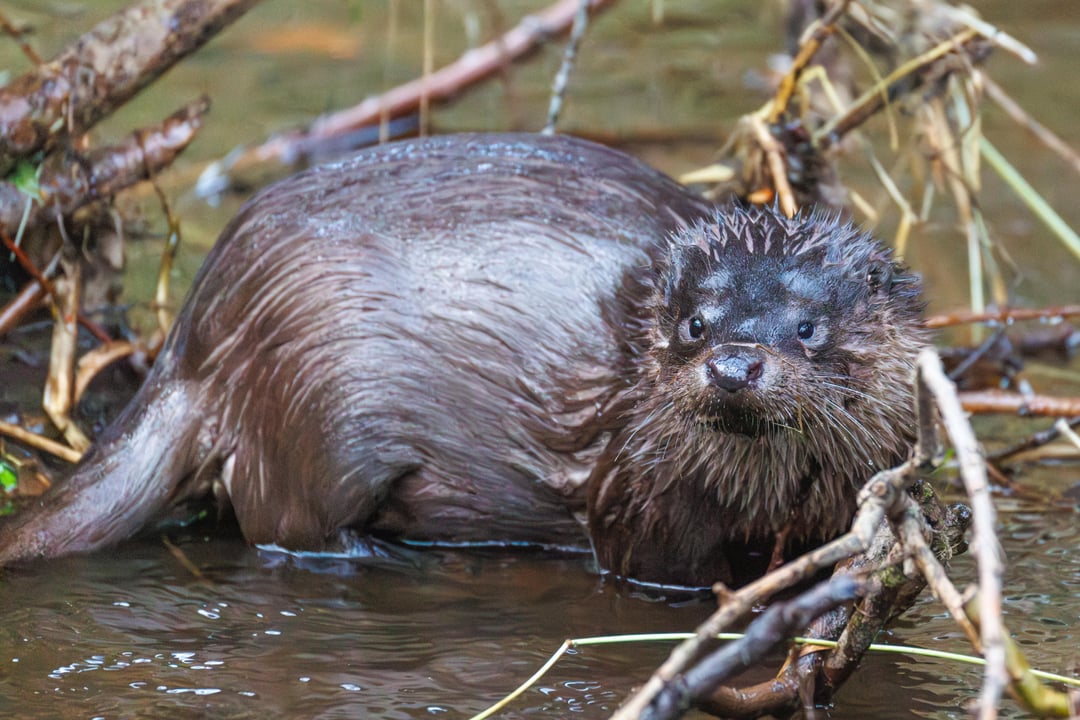 Found the wee man from the back of my tenner