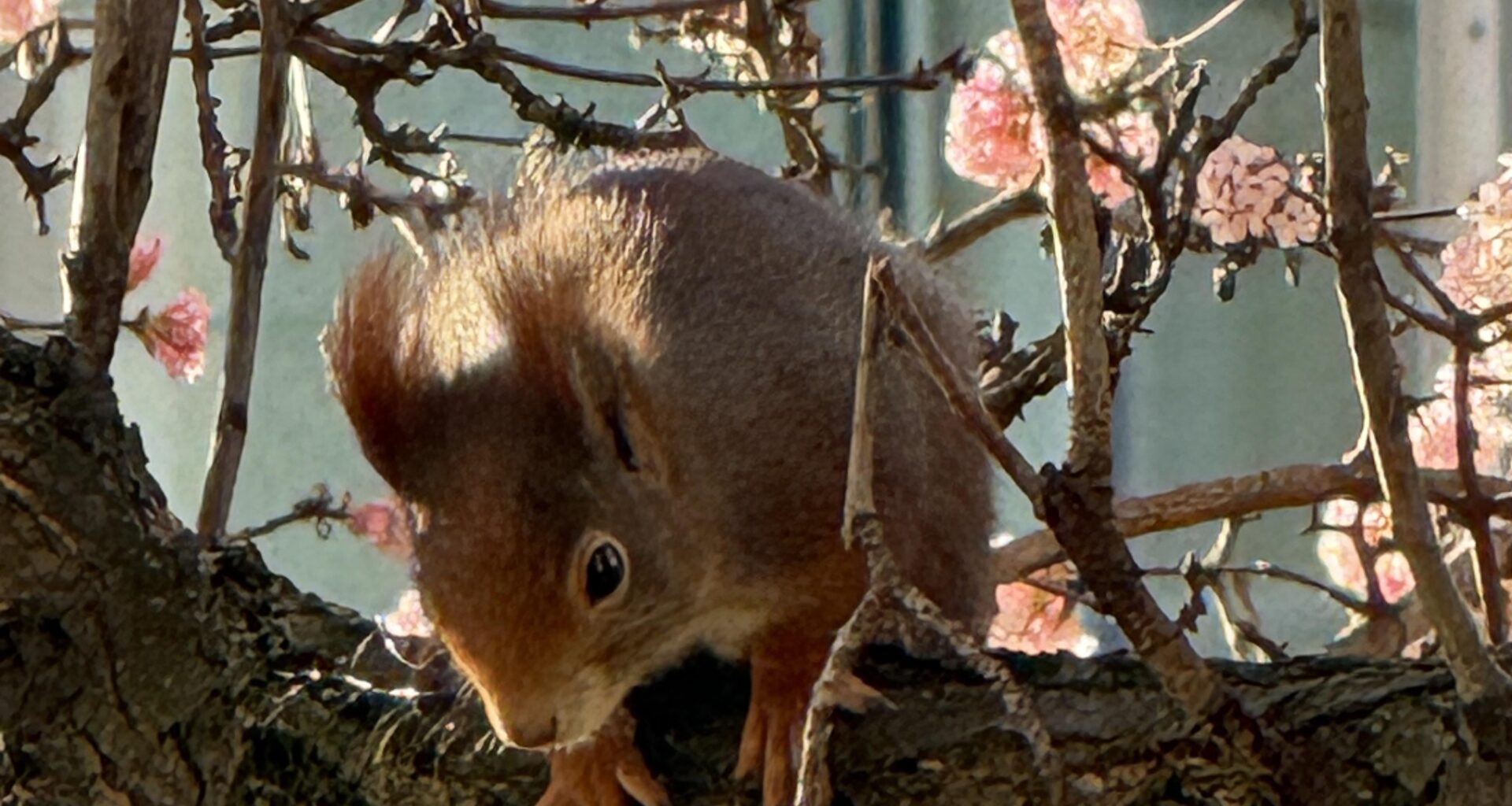 Besuch am Bürofenster
