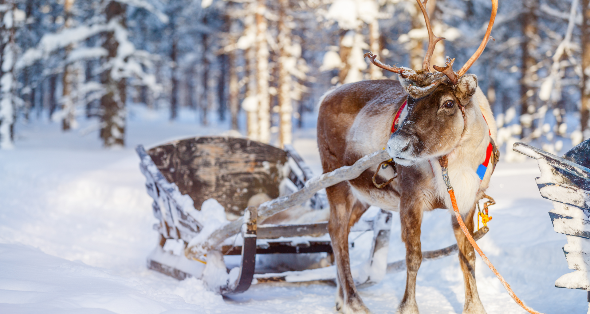 Where to go for a guaranteed white Christmas