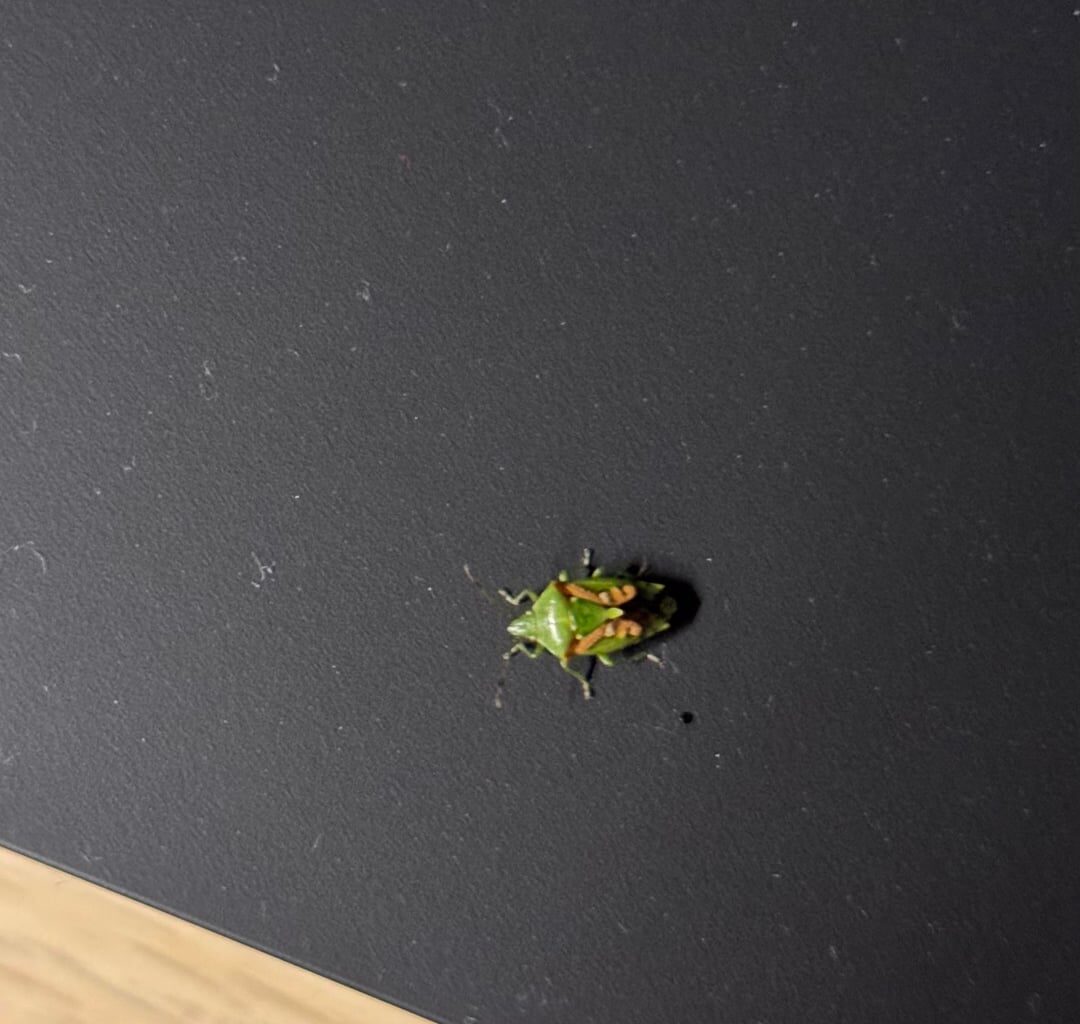 Was ist das für ein Käfer