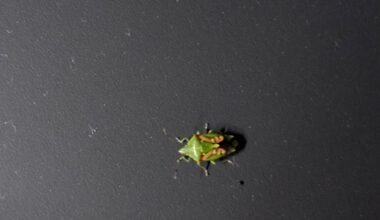 Was ist das für ein Käfer