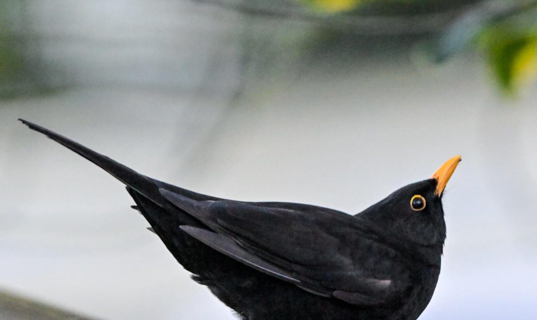 Snapped a Blackbird ready for take off