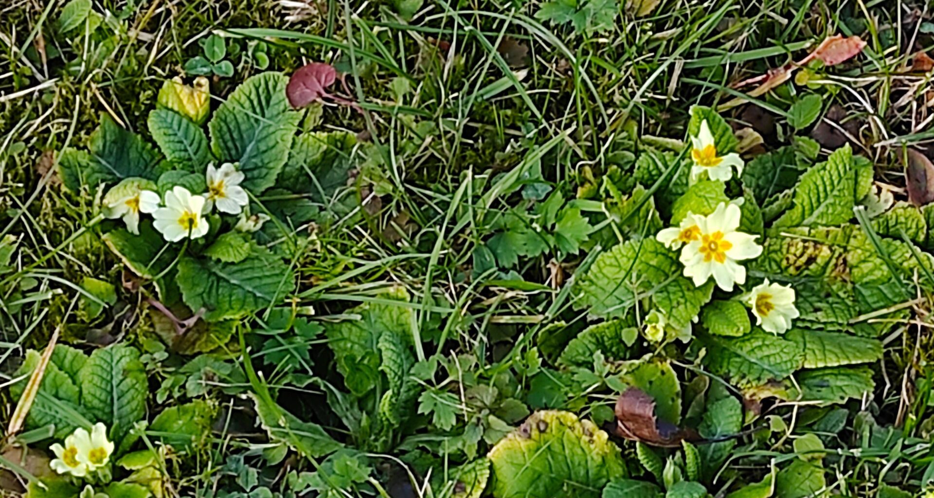 Endlich is wieder Frühling!