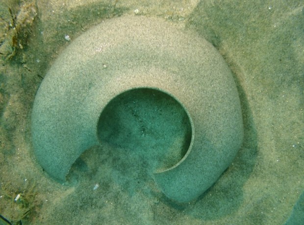 An egg case from the moon snail, as documented near La Jolla. (Charlotte Seid)