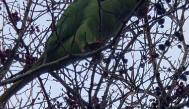 Saw these birds at a park in Maidenhead today. Where would they have come from?