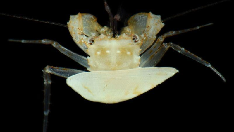 Scientists dove hundreds of feet into the ocean and found creatures no human has ever seen. Our trash beat us there