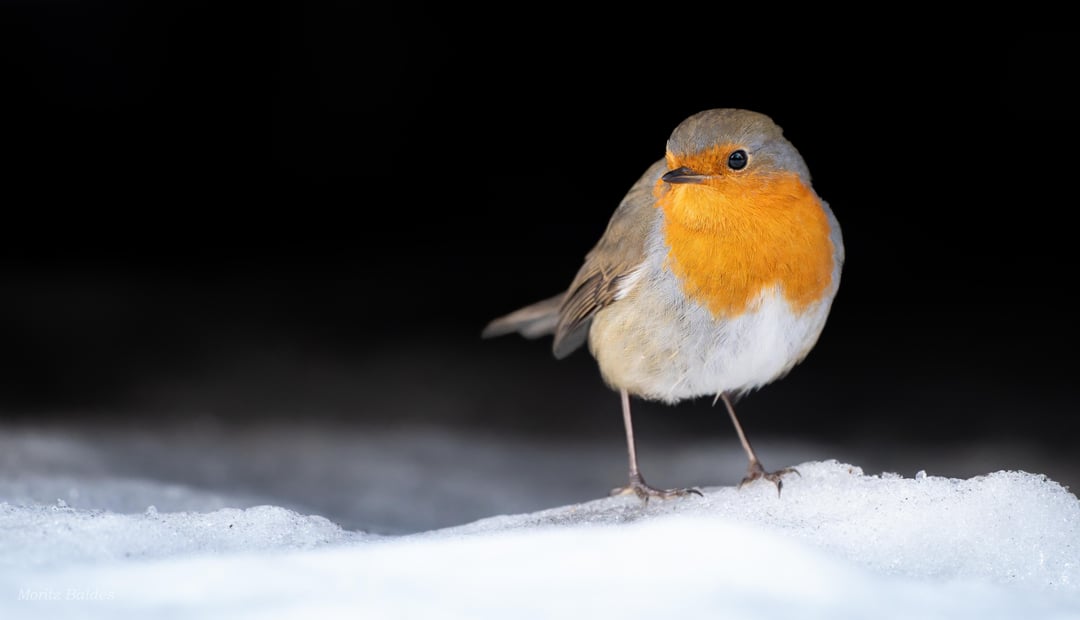 Rotkehlchen im Schnee