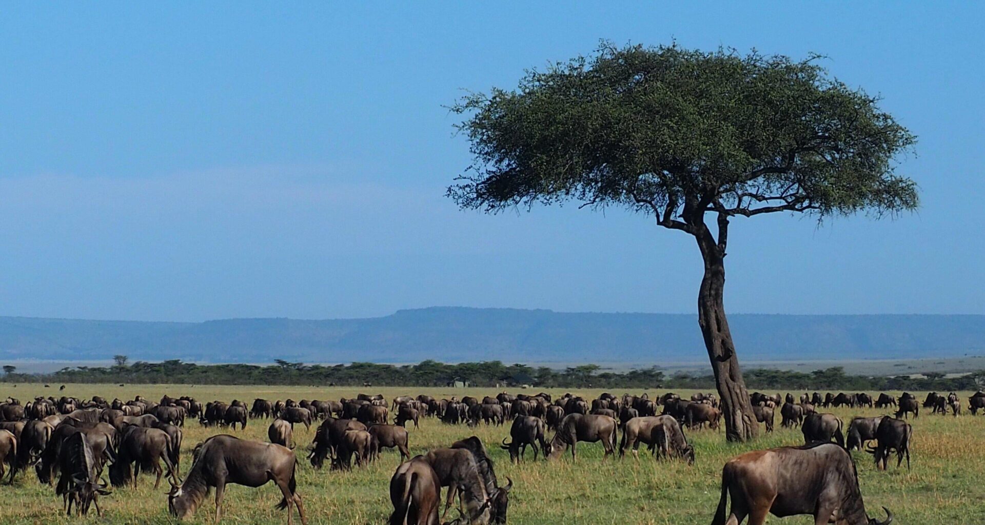 New maps reveal the loss of a wildebeest migration in the Mara ecosystem
