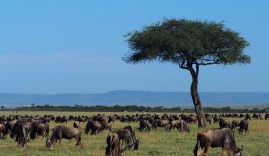 New maps reveal the loss of a wildebeest migration in the Mara ecosystem