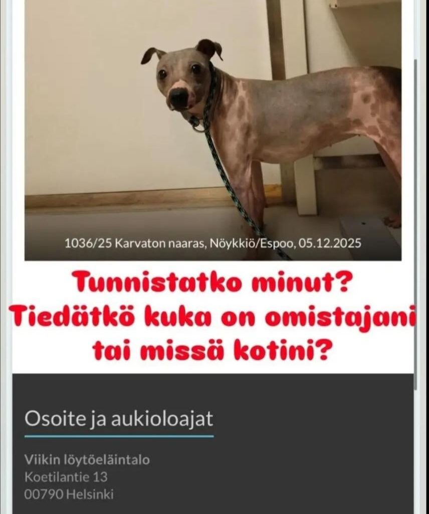 This dog was found in Nöykkiö, Espoo 5.12.2025 and still waiting for their owner