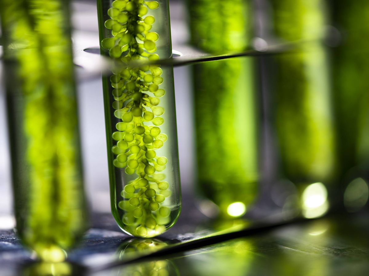 microalgae