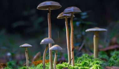 Medical use of magic mushrooms to become legal in Czechia from 2026