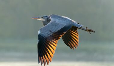 Reiher im Abendlicht