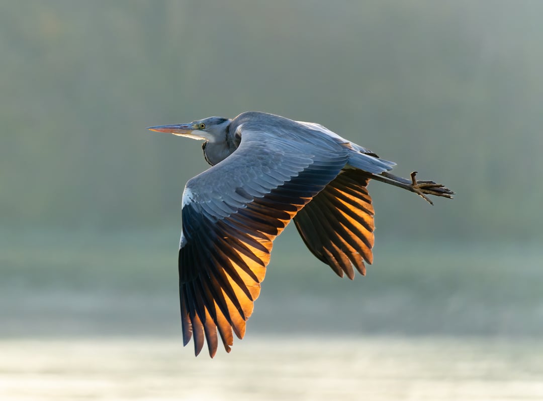 Reiher im Abendlicht