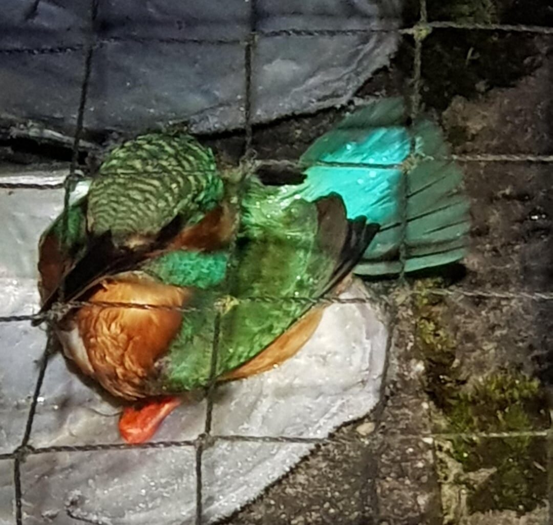 Gefangen am Gartenteich