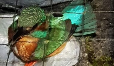 Gefangen am Gartenteich