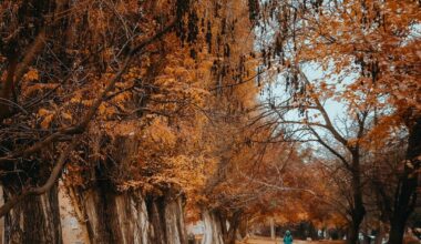 Малко по-мрачен, есенен Пловдив