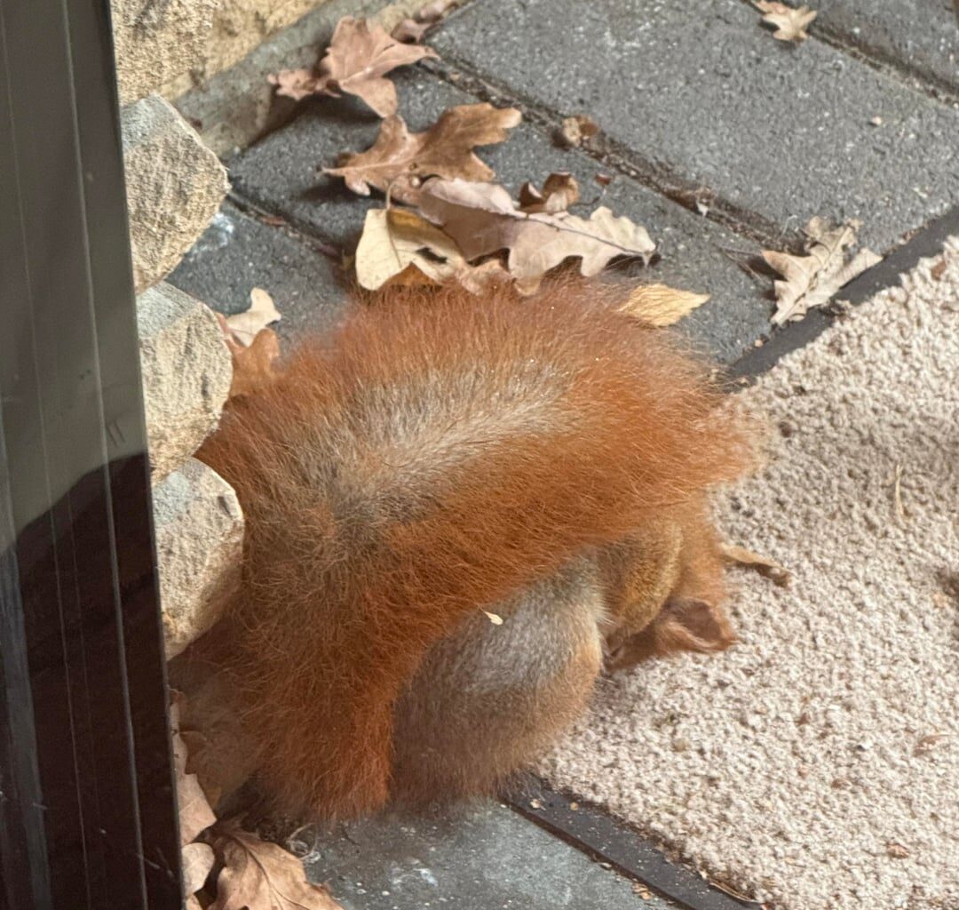 Eichhörnchen krank?