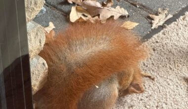 Eichhörnchen krank?