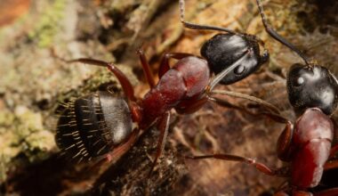 Carpenter ants photographed by Canon MP-E 65mm lens