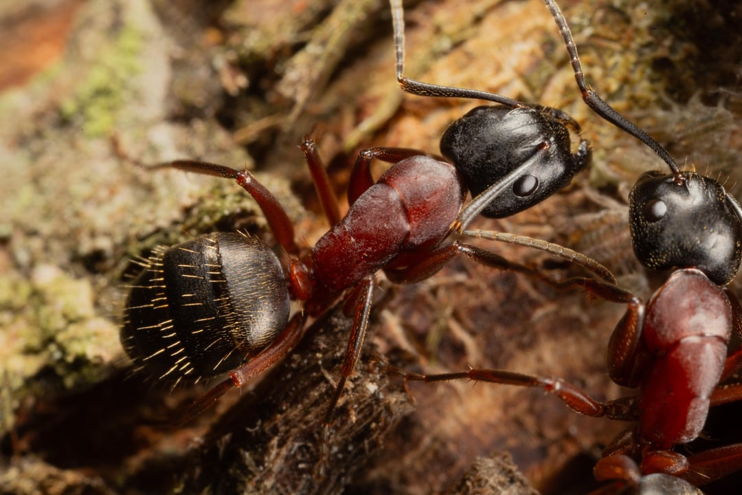 Carpenter ants photographed by Canon MP-E 65mm lens