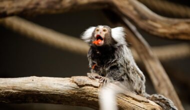 Külastage loomaaeda