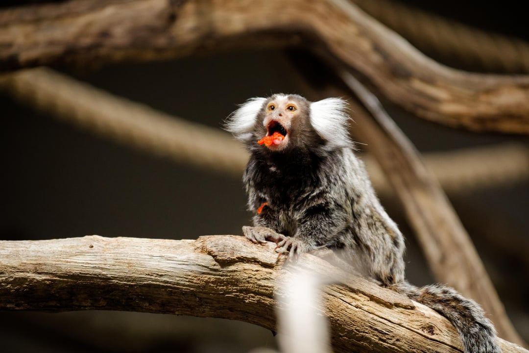 Külastage loomaaeda