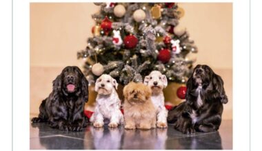 Spain’s former King Juan Carlos’ 2025 Christmas card