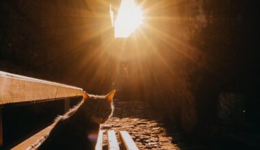 Котешко ми е