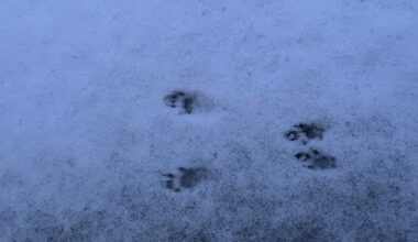 Animal track identification