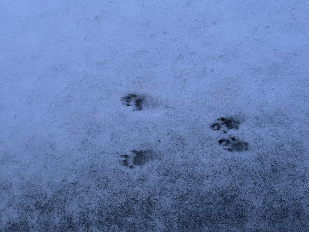 Animal track identification
