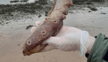 Fyndet på stranden förbryllar forskare