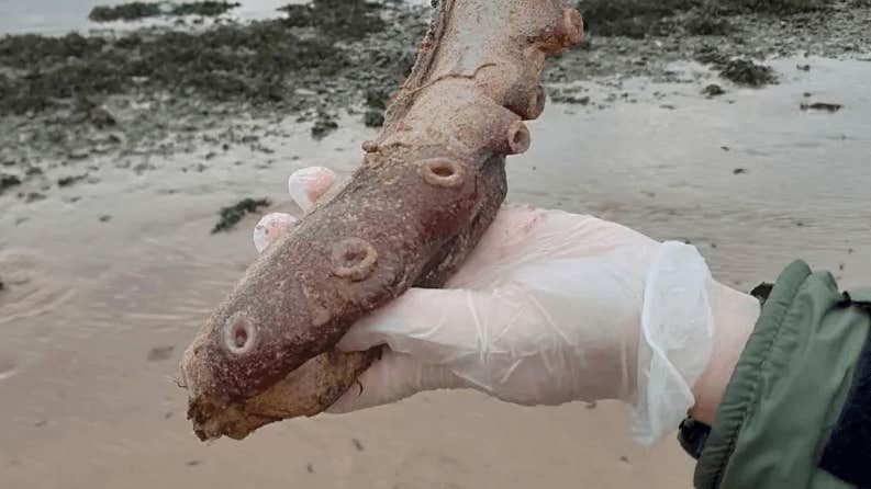 Fyndet på stranden förbryllar forskare