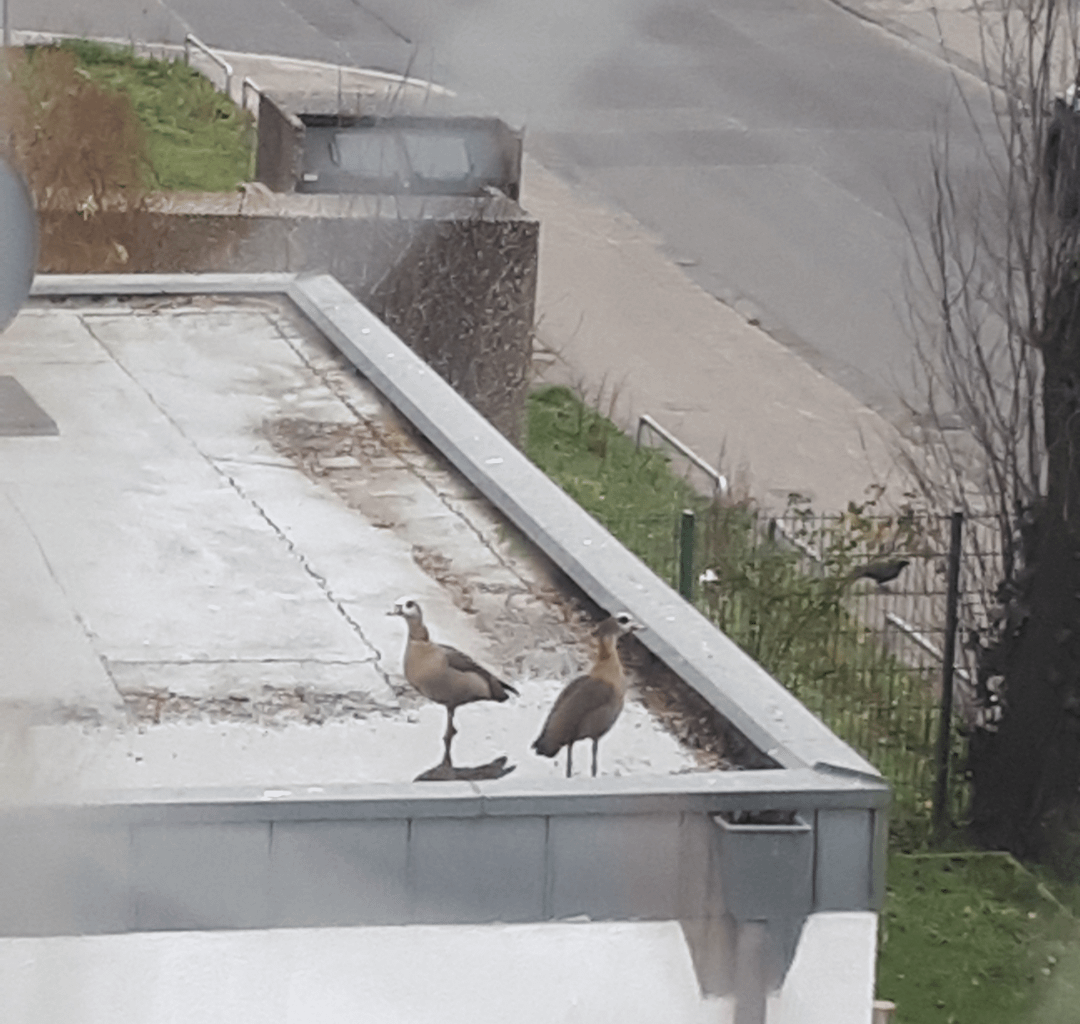 Seit Tagen leben diese Nilgänse (Pärchen) auf den Dächern auf unserer Straße in Düsseldorf :) 💛