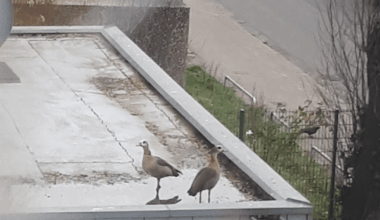 Seit Tagen leben diese Nilgänse (Pärchen) auf den Dächern auf unserer Straße in Düsseldorf :) 💛