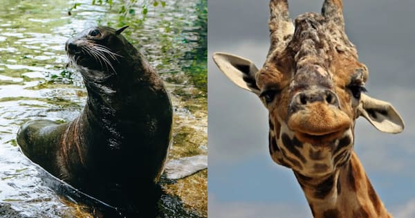 'Much loved' animals at Auckland, Hamilton zoos farewelled