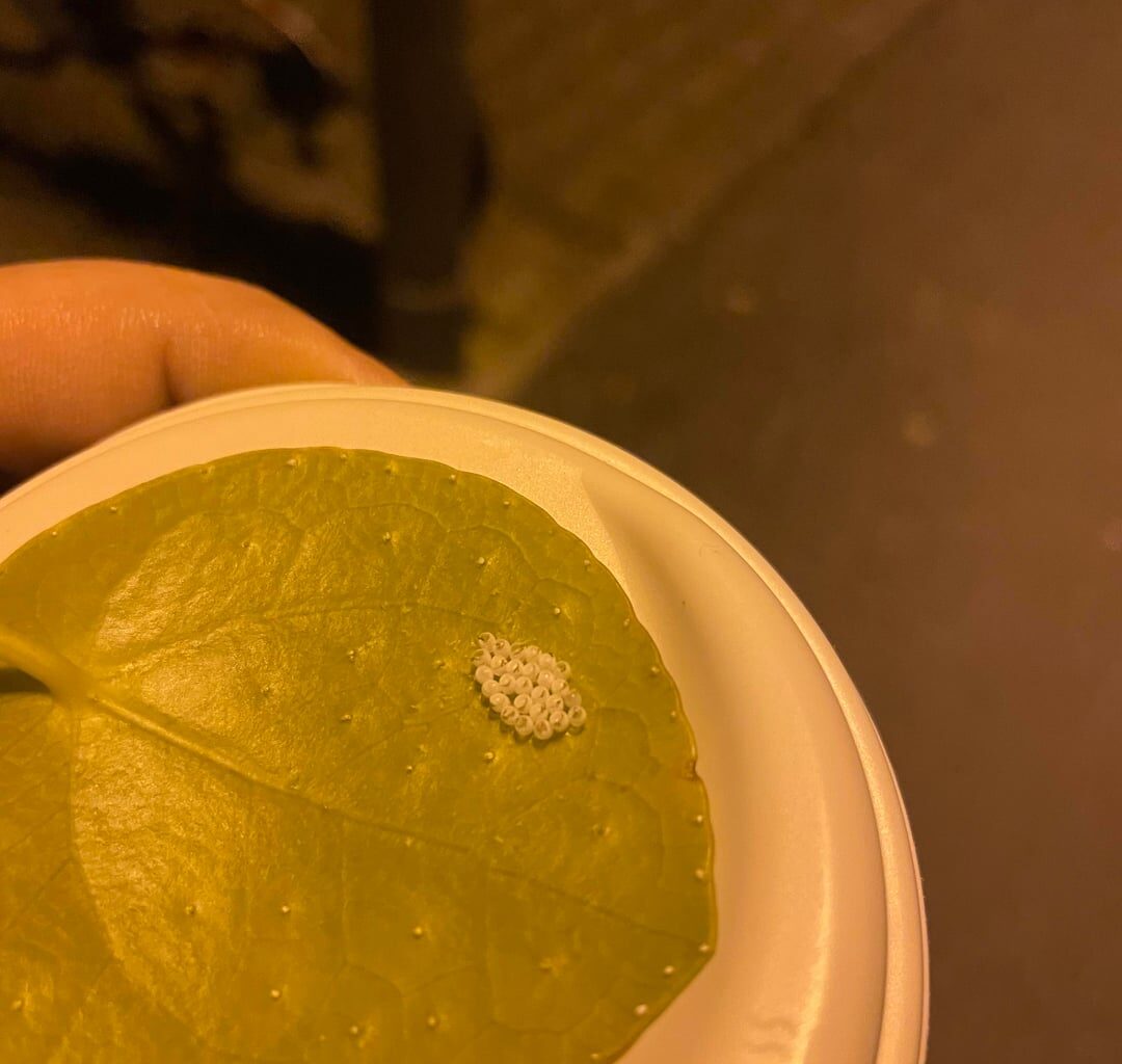 Ideen was hier geschlüpft ist?