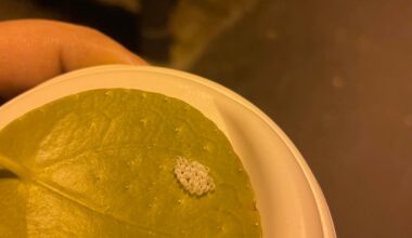 Ideen was hier geschlüpft ist?