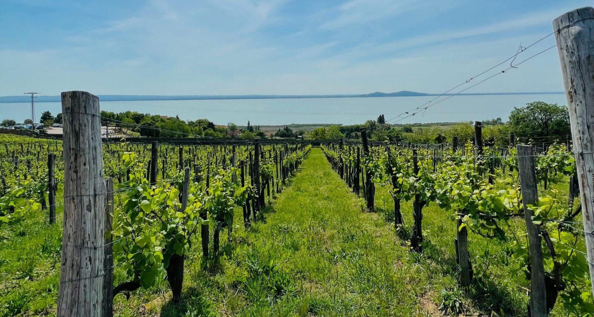 Hungarian vineyard