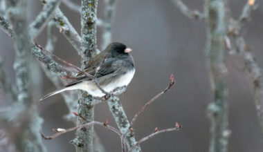 Bulgaria: Bulgaria Wakes Up to Frosty Start Before Sunny Monday
