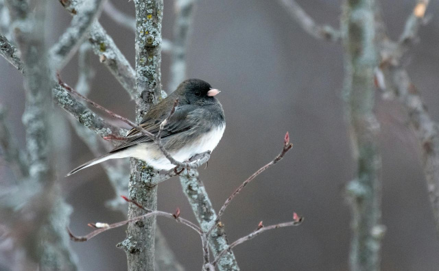 Bulgaria: Bulgaria Wakes Up to Frosty Start Before Sunny Monday