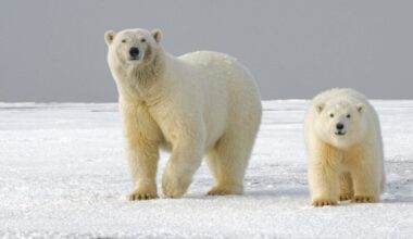 Polar bear DNA: Two bears, one older and bigger than the other, walking on their 4 legs on ice, and looking at the camera.
