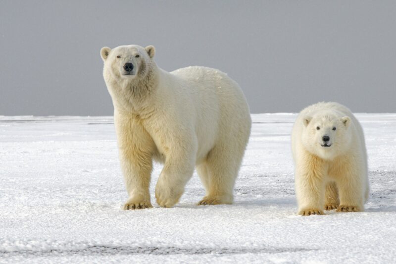 Polar bear DNA: Two bears, one older and bigger than the other, walking on their 4 legs on ice, and looking at the camera.