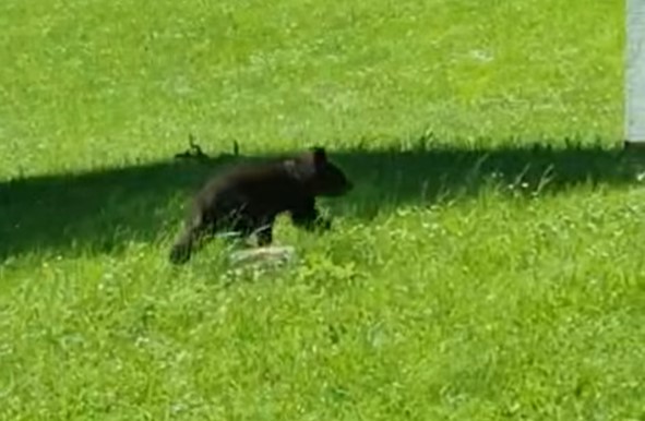Fotografije medvedov so letos pogosto zaokrožile po medijih in družbenih omrežjih. Medvedji mladič na območju PU Koper.  | Foto: PU Koper