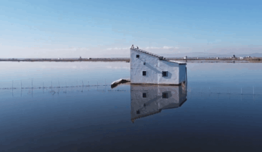 L'Albufera Rice Paddies