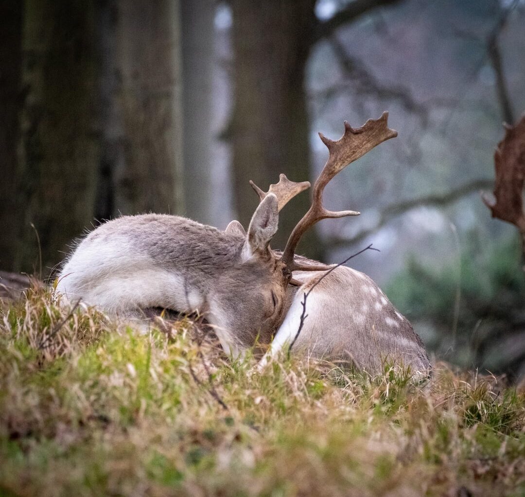 We're kinda blessed to have deer right in the middle of the city in Dublin.