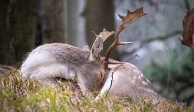 We're kinda blessed to have deer right in the middle of the city in Dublin.