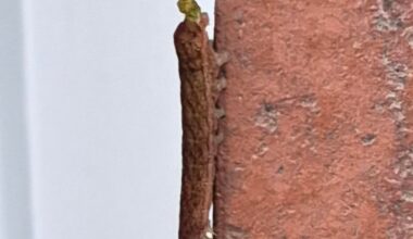 Wer sitzt da neben meiner Haustür und warum?