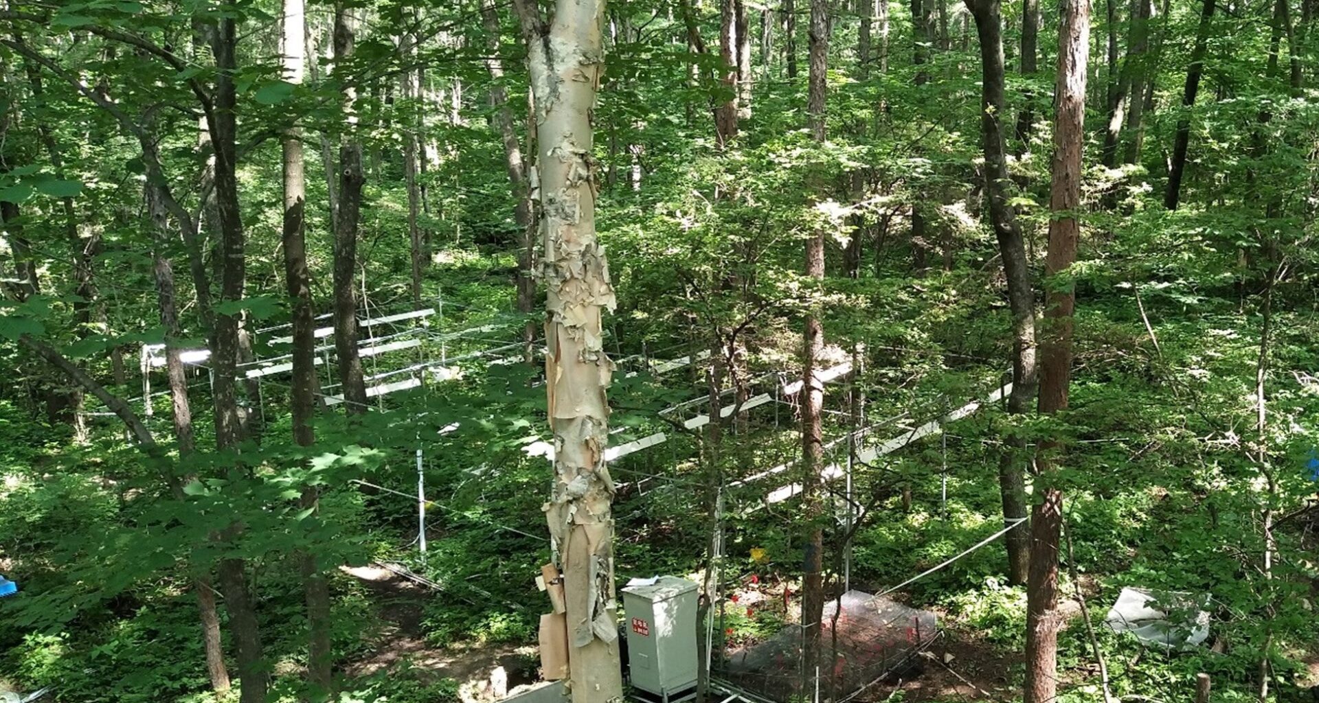 Heat and drought change what forests breathe out | UCR News