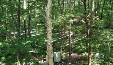 Heat and drought change what forests breathe out | UCR News